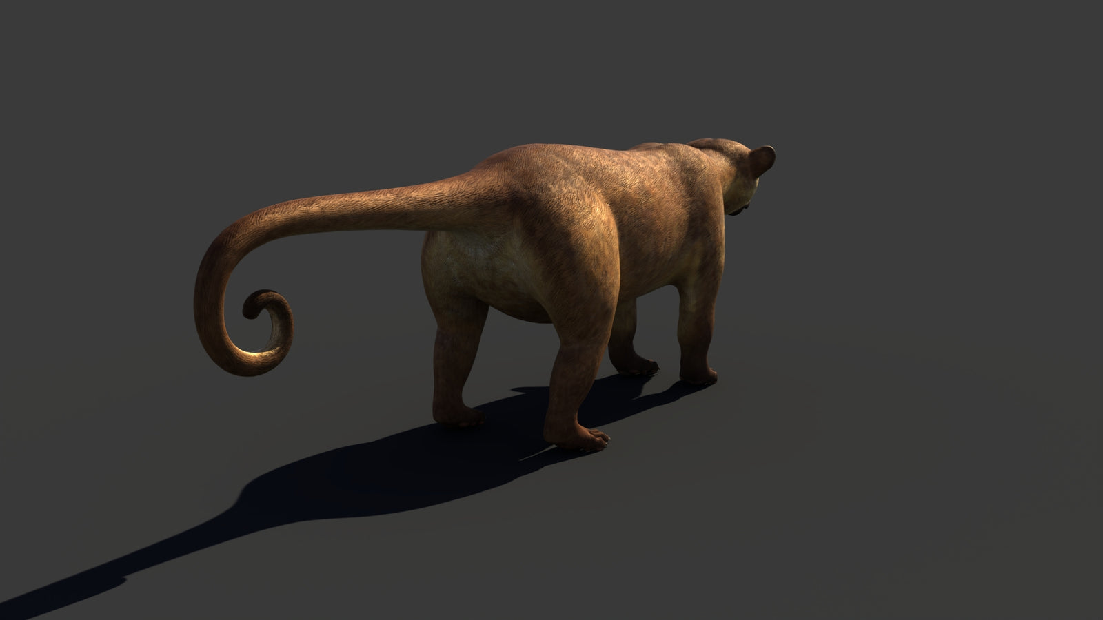 Kinkajou 3D Model 360° view 1 frame 23