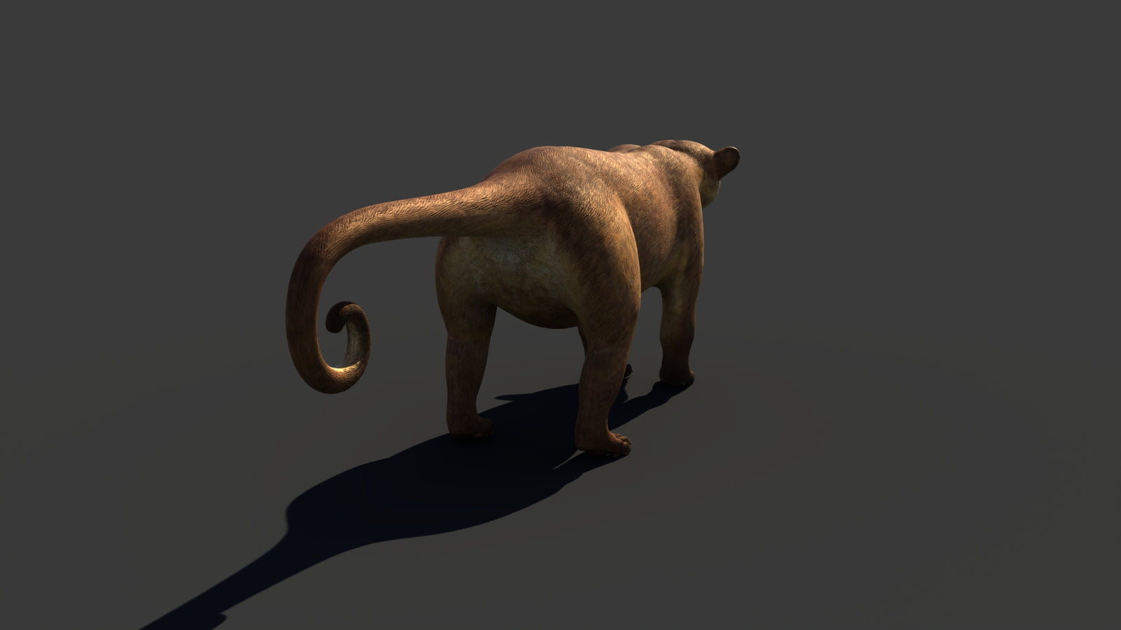 Kinkajou 3D Model 360° view 1 frame 24