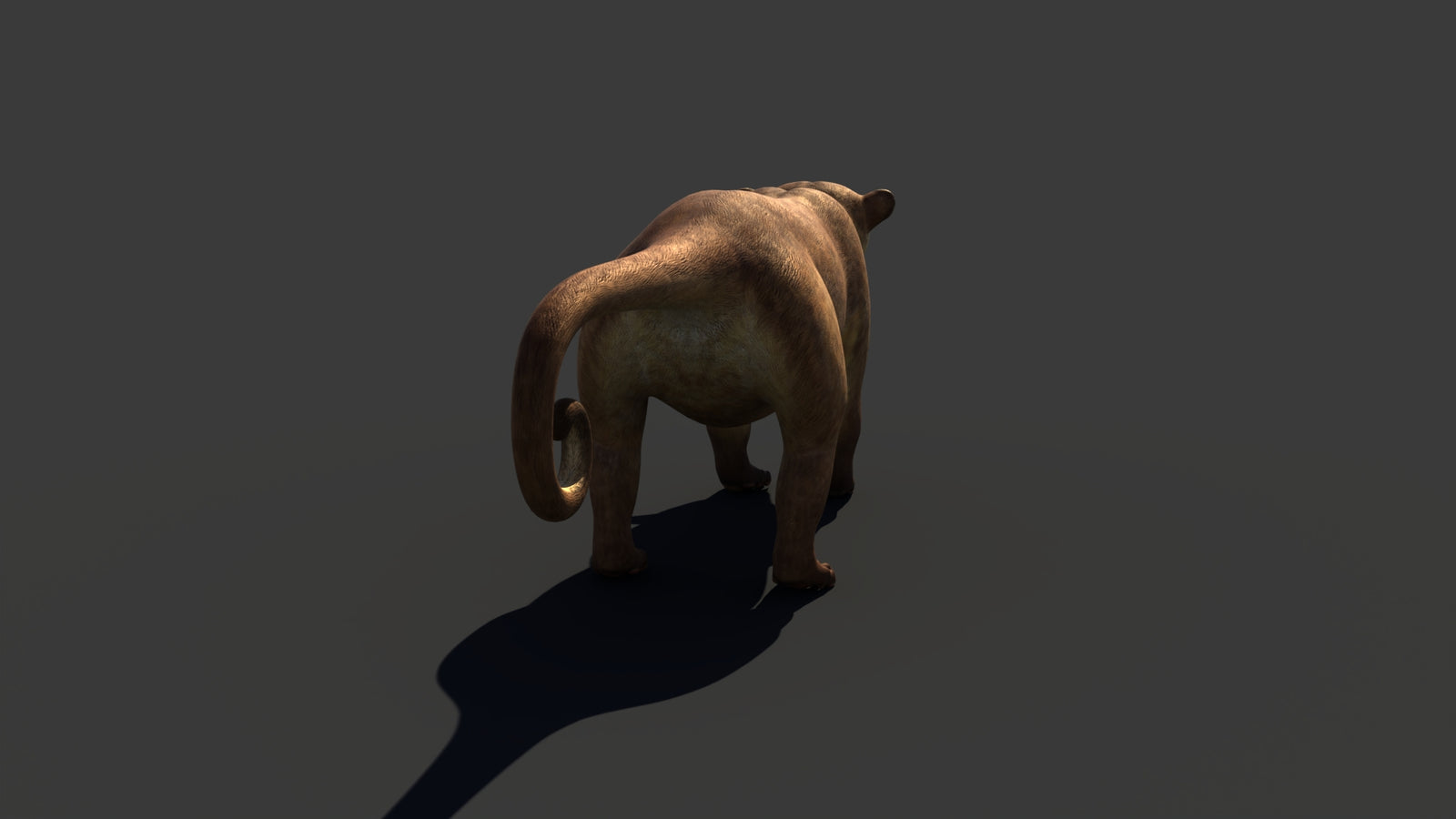 Kinkajou 3D Model 360° view 1 frame 25