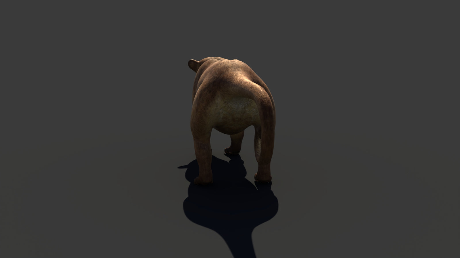 Kinkajou 3D Model 360° view 1 frame 27