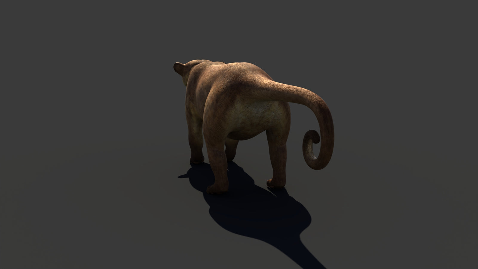 Kinkajou 3D Model 360° view 1 frame 28