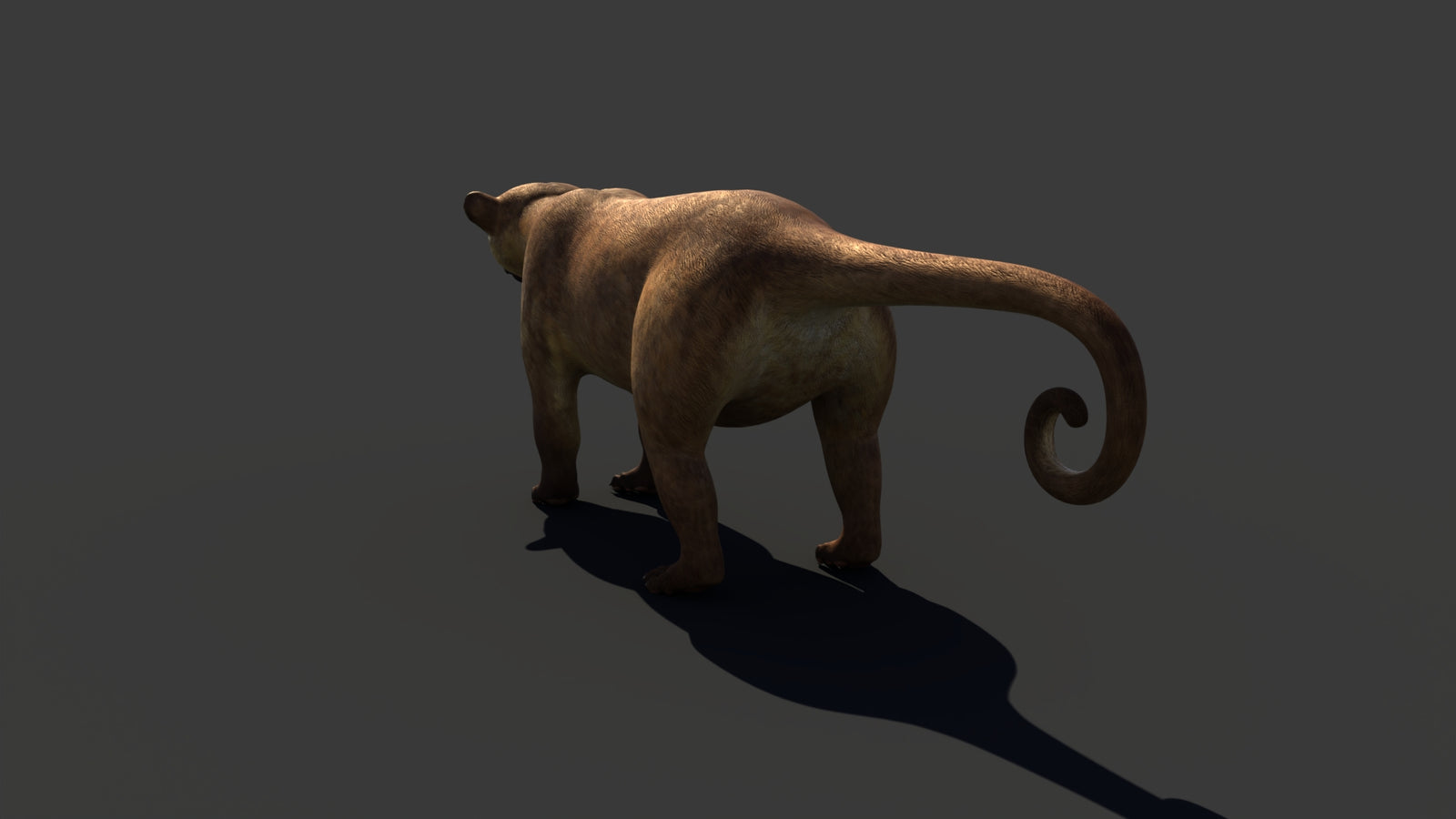 Kinkajou 3D Model 360° view 1 frame 29