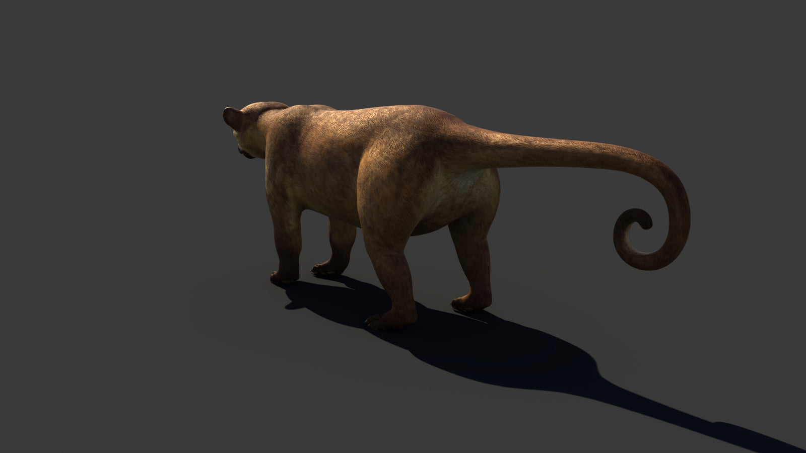 Kinkajou 3D Model 360° view 1 frame 30