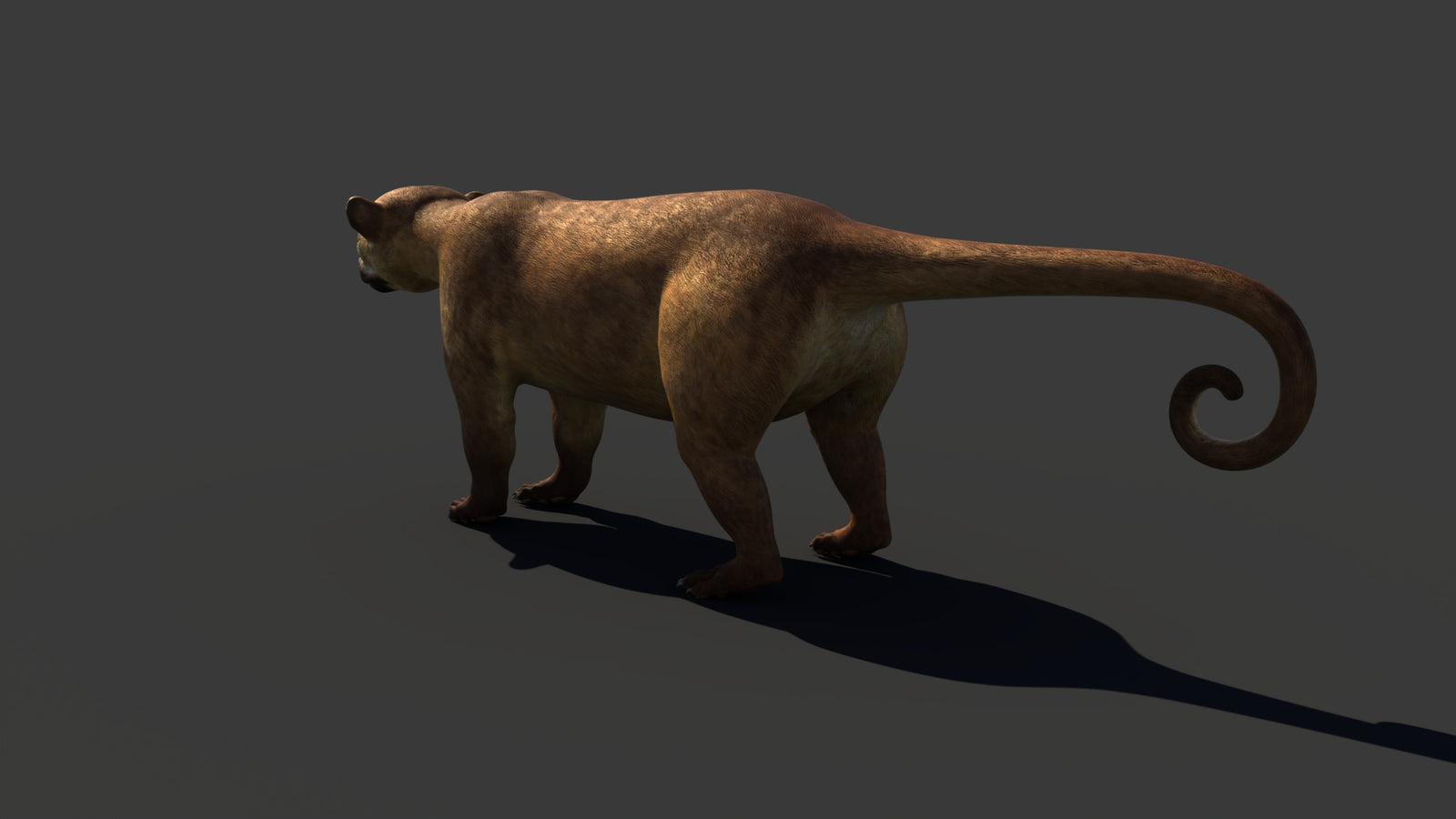 Kinkajou 3D Model 360° view 1 frame 31