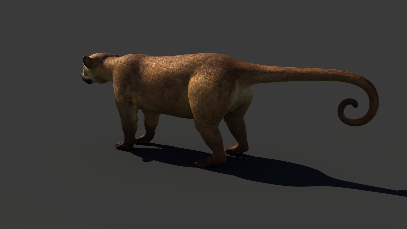Kinkajou 3D Model 360° view 1 frame 32
