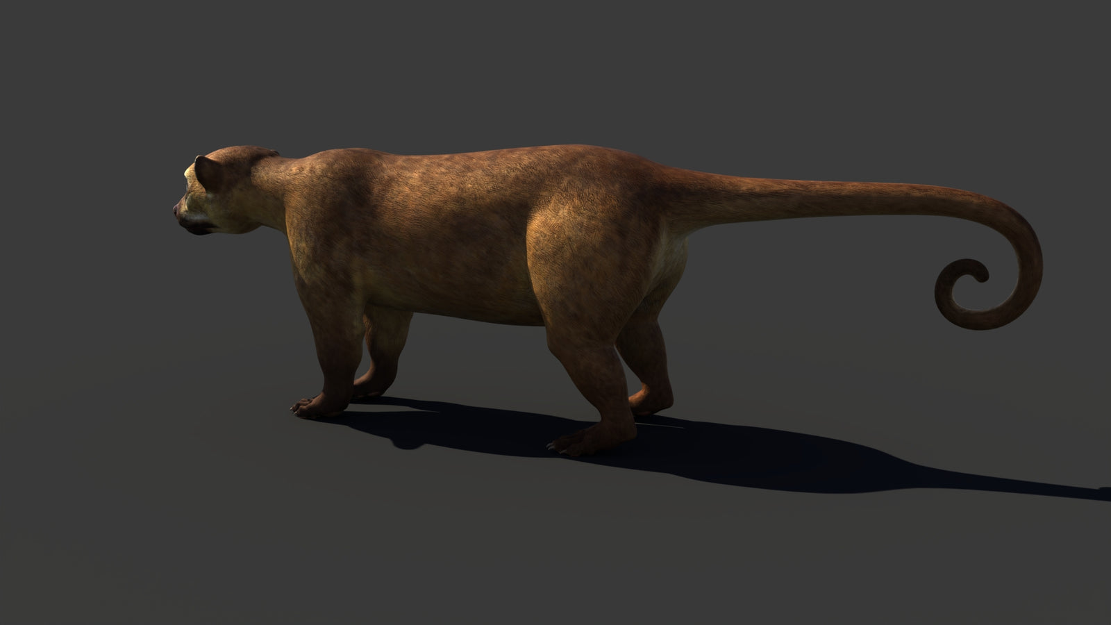 Kinkajou 3D Model 360° view 1 frame 33