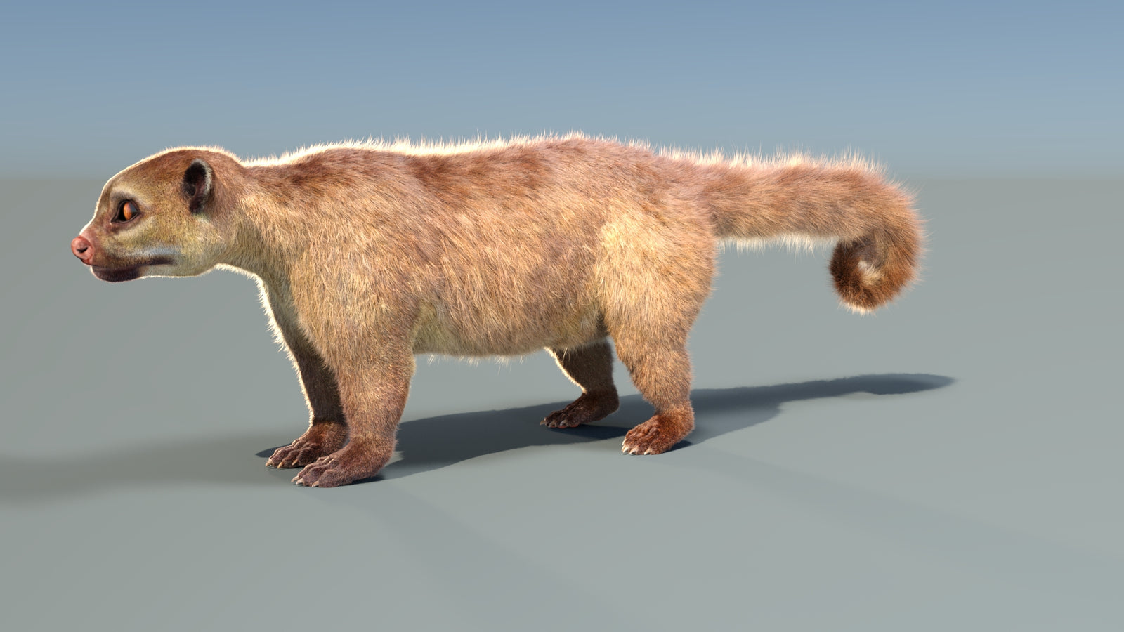 Animated Kinkajou 3D Model Fur 360° view 1 frame 3