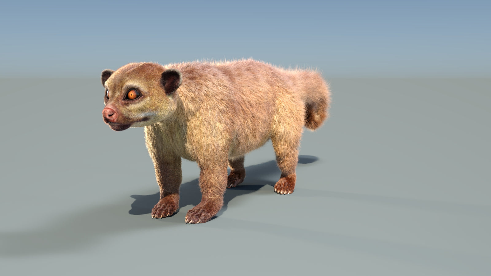 Animated Kinkajou 3D Model Fur 360° view 1 frame 6