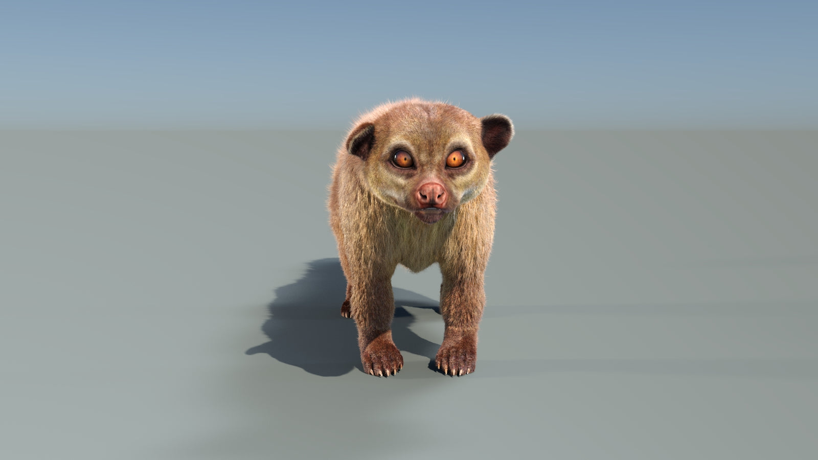Animated Kinkajou 3D Model Fur 360° view 1 frame 9