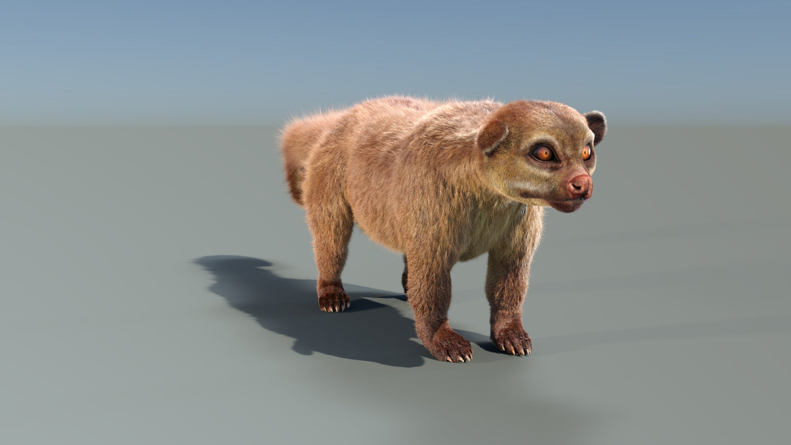 Animated Kinkajou 3D Model Fur 360° view 1 frame 11