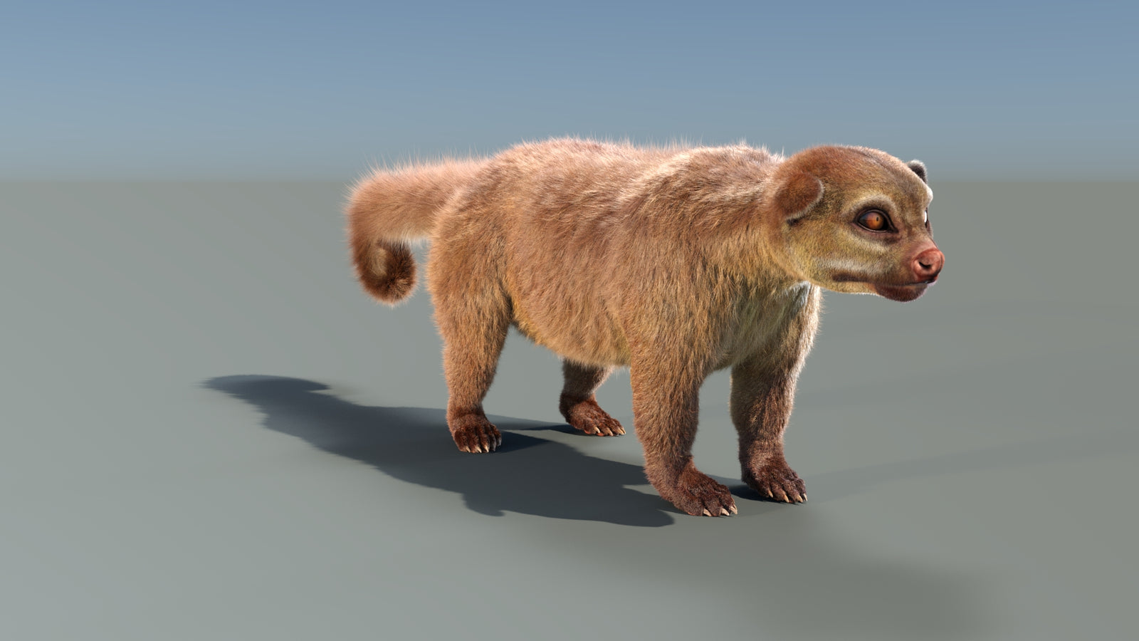 Animated Kinkajou 3D Model Fur 360° view 1 frame 12