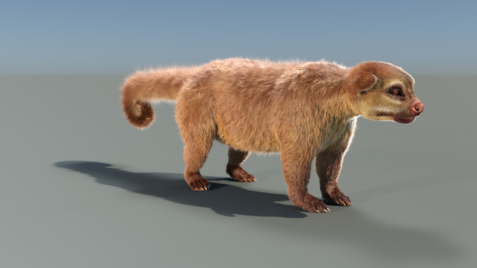 Animated Kinkajou 3D Model Fur 360° view 1 frame 13