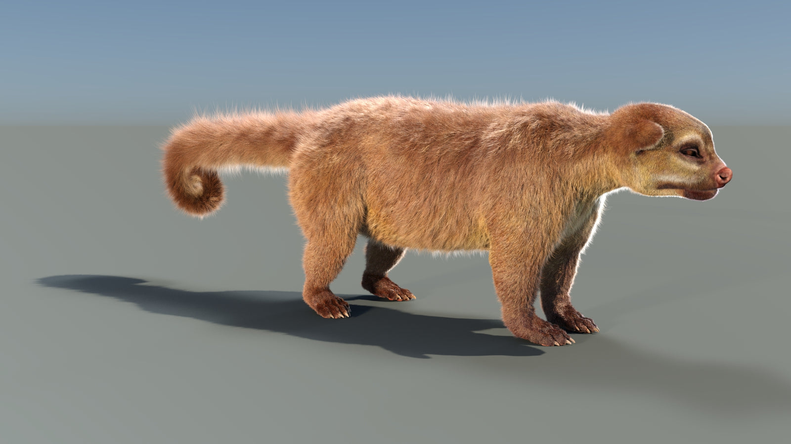 Animated Kinkajou 3D Model Fur 360° view 1 frame 14