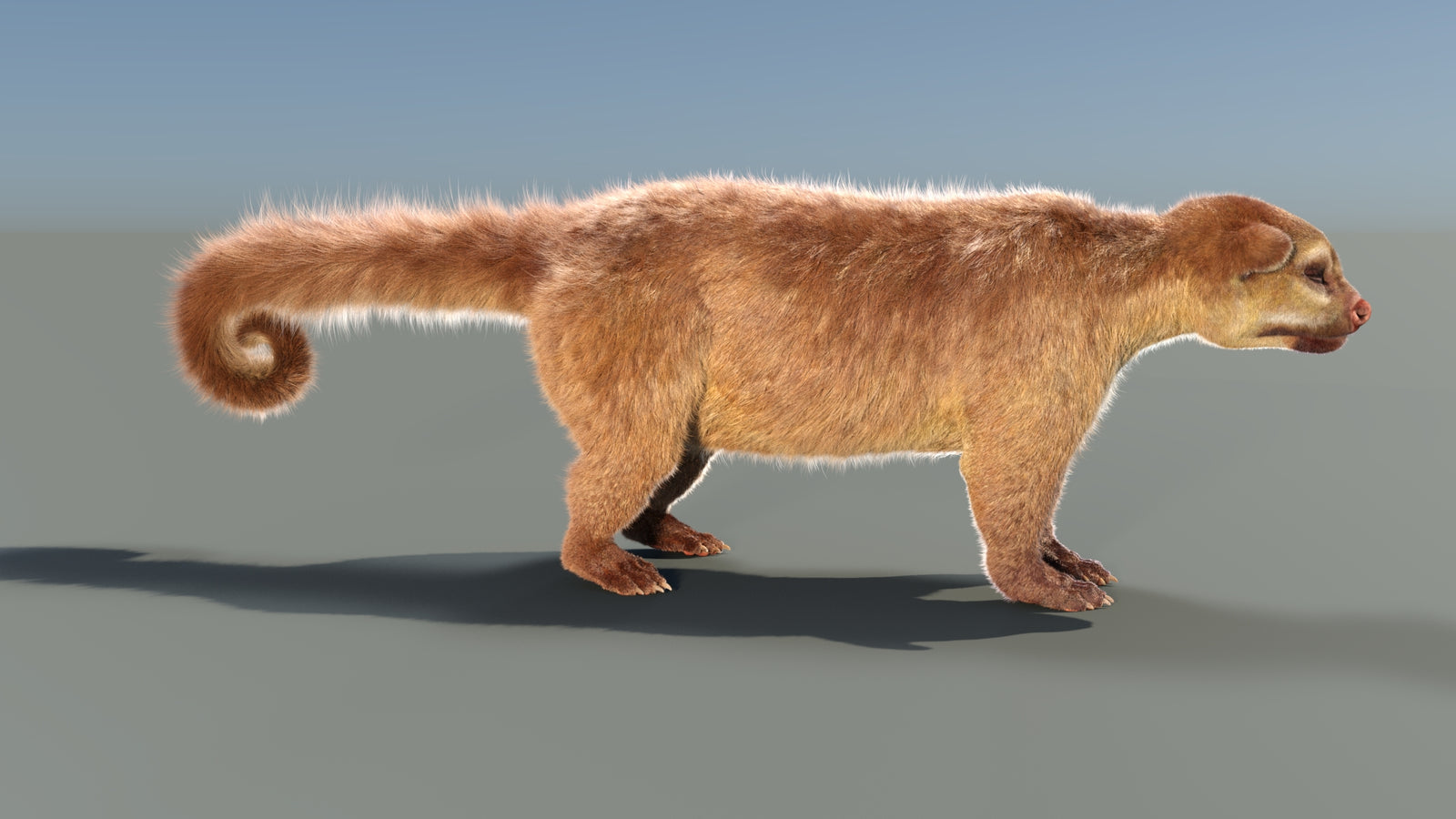Animated Kinkajou 3D Model Fur 360° view 1 frame 16
