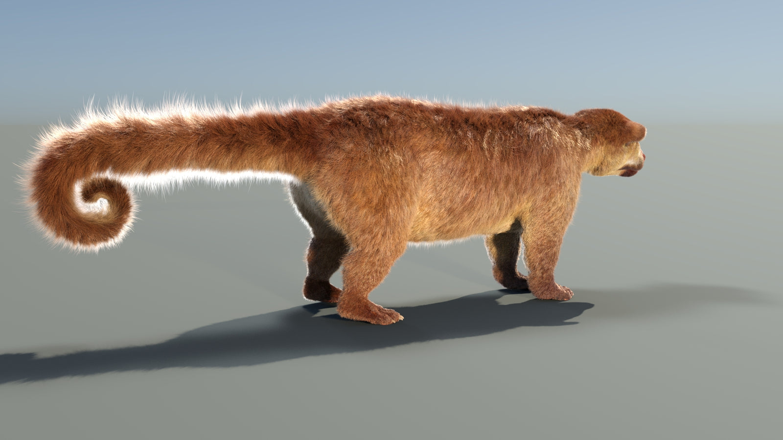 Animated Kinkajou 3D Model Fur 360° view 1 frame 20
