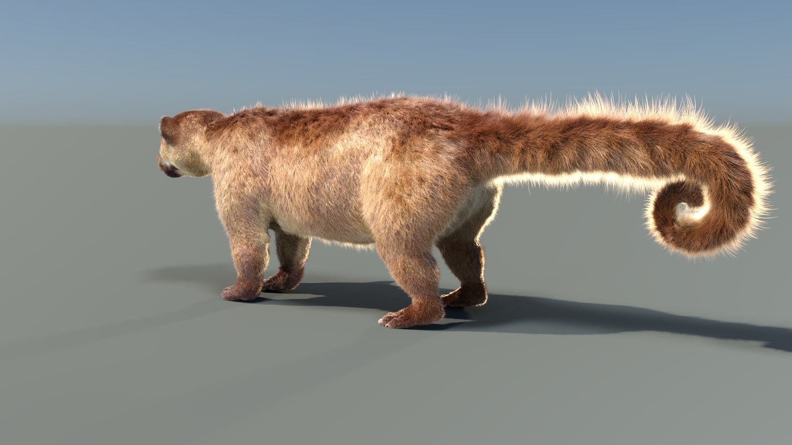Animated Kinkajou 3D Model Fur 360° view 1 frame 32