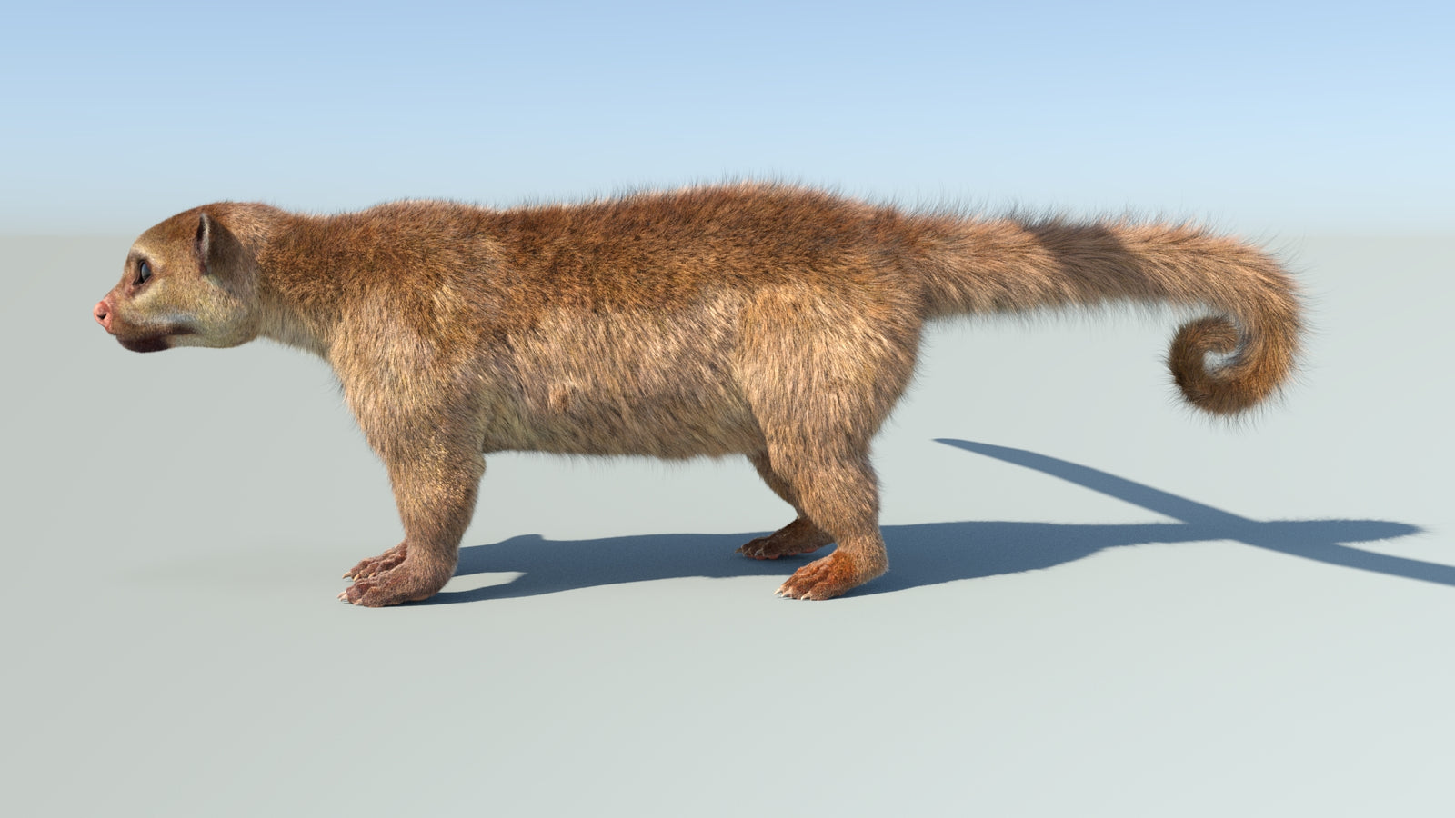 Realistic Kinkajou 3D Model Animated Fur 360° view 1 frame 1