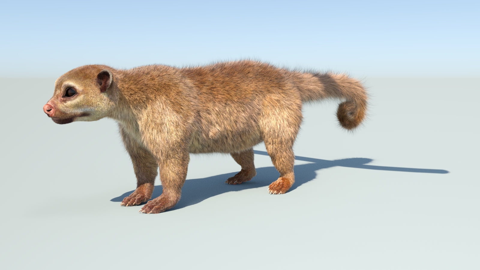 Realistic Kinkajou 3D Model Animated Fur 360° view 1 frame 4