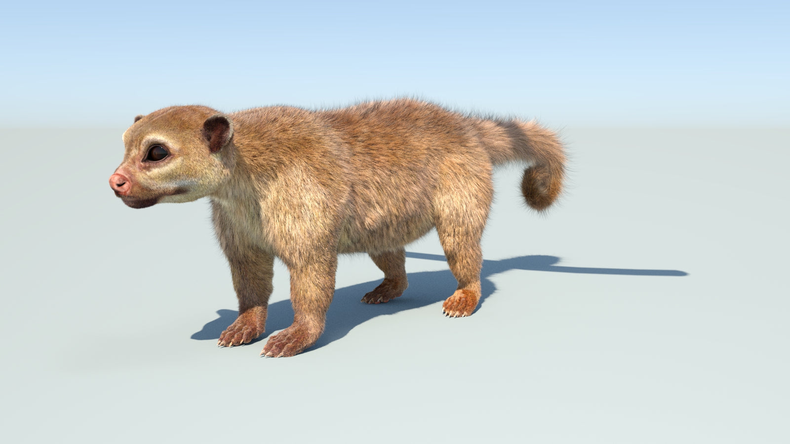 Realistic Kinkajou 3D Model Animated Fur 360° view 1 frame 5
