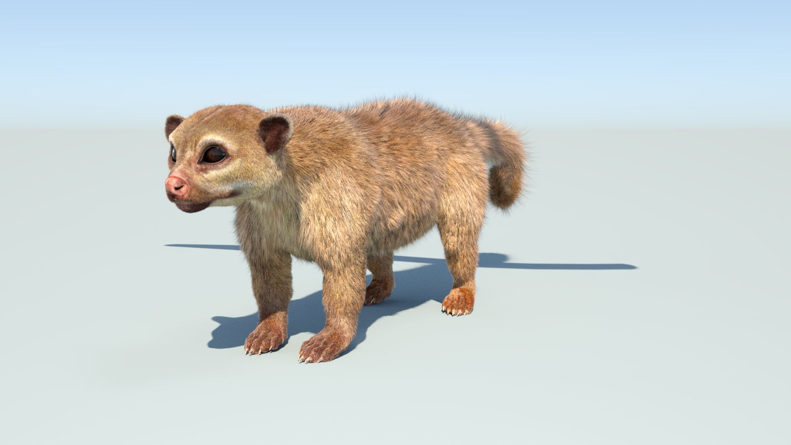 Realistic Kinkajou 3D Model Animated Fur 360° view 1 frame 6