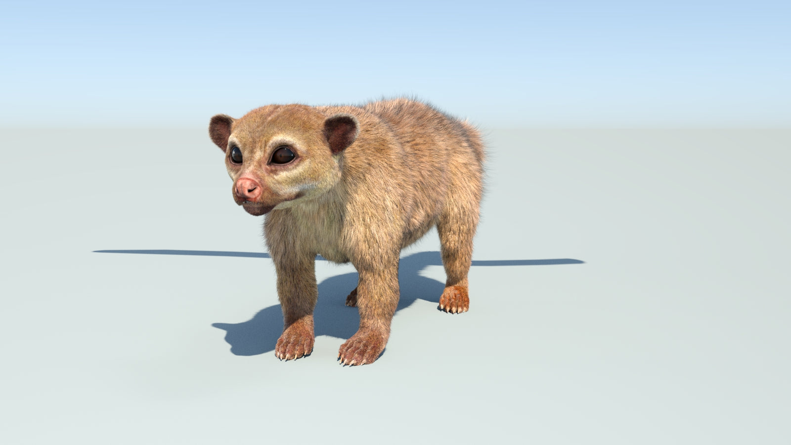 Realistic Kinkajou 3D Model Animated Fur 360° view 1 frame 7