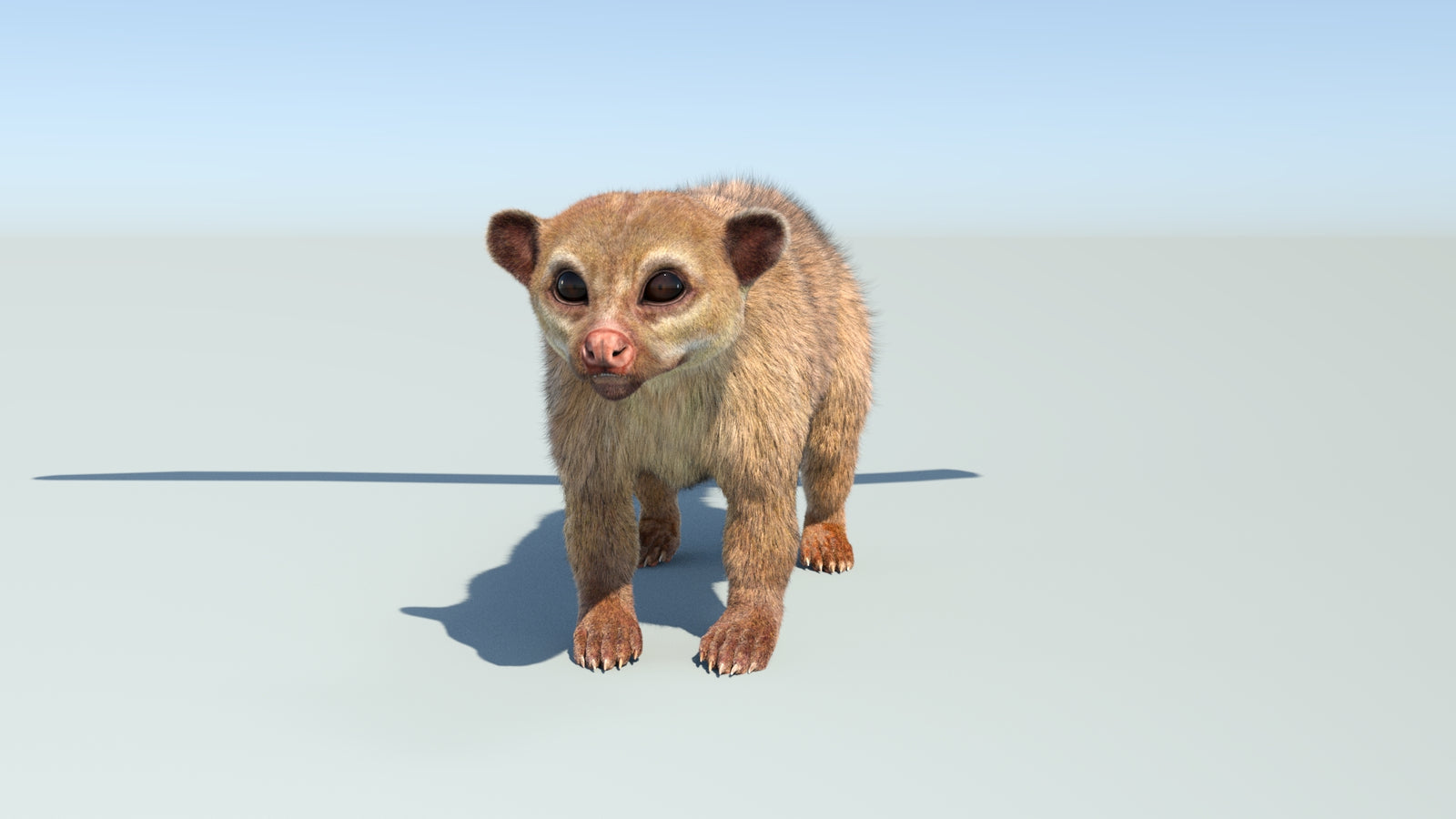 Realistic Kinkajou 3D Model Animated Fur 360° view 1 frame 8