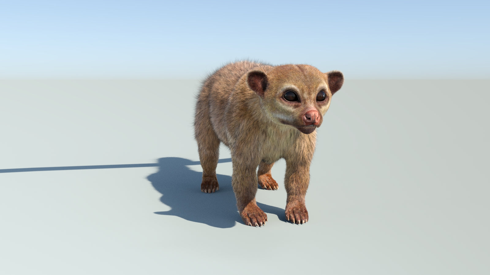 Realistic Kinkajou 3D Model Animated Fur 360° view 1 frame 10