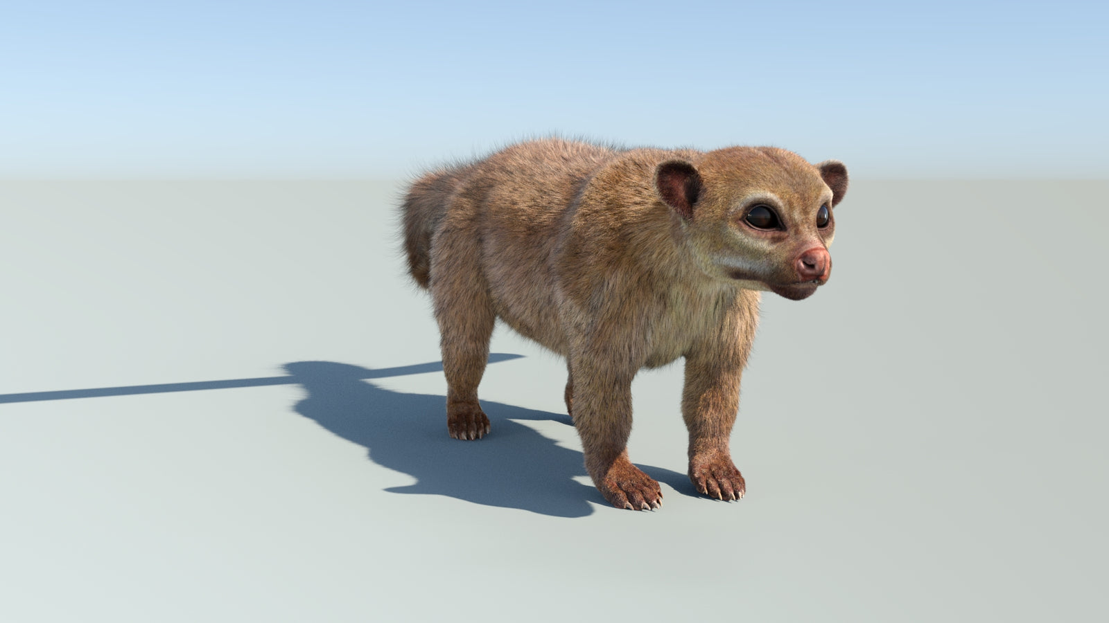 Realistic Kinkajou 3D Model Animated Fur 360° view 1 frame 11