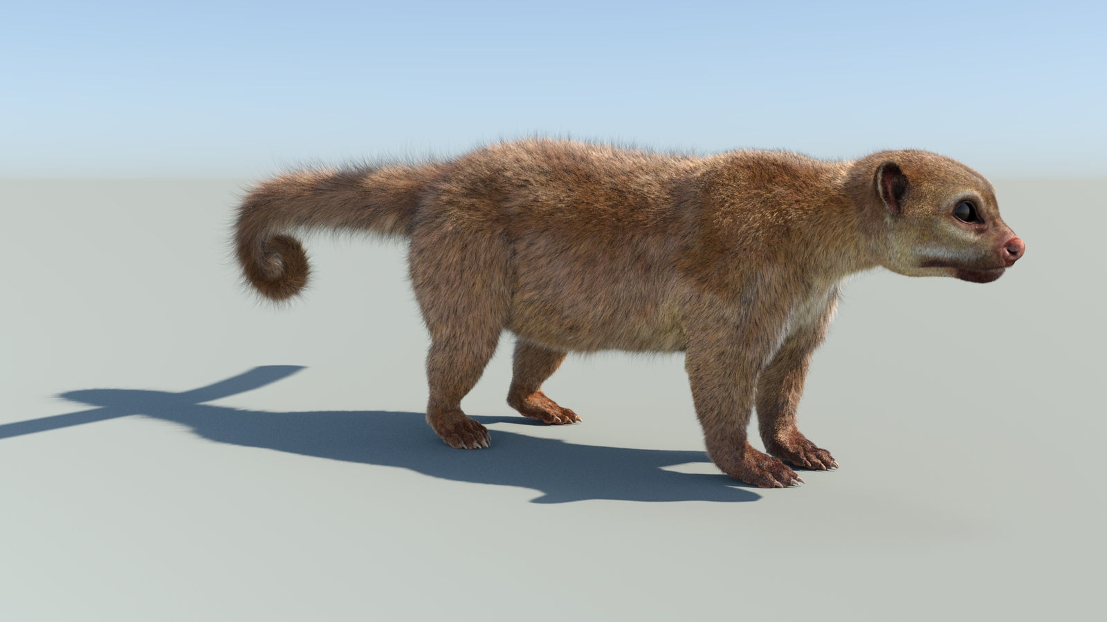 Realistic Kinkajou 3D Model Animated Fur 360° view 1 frame 14