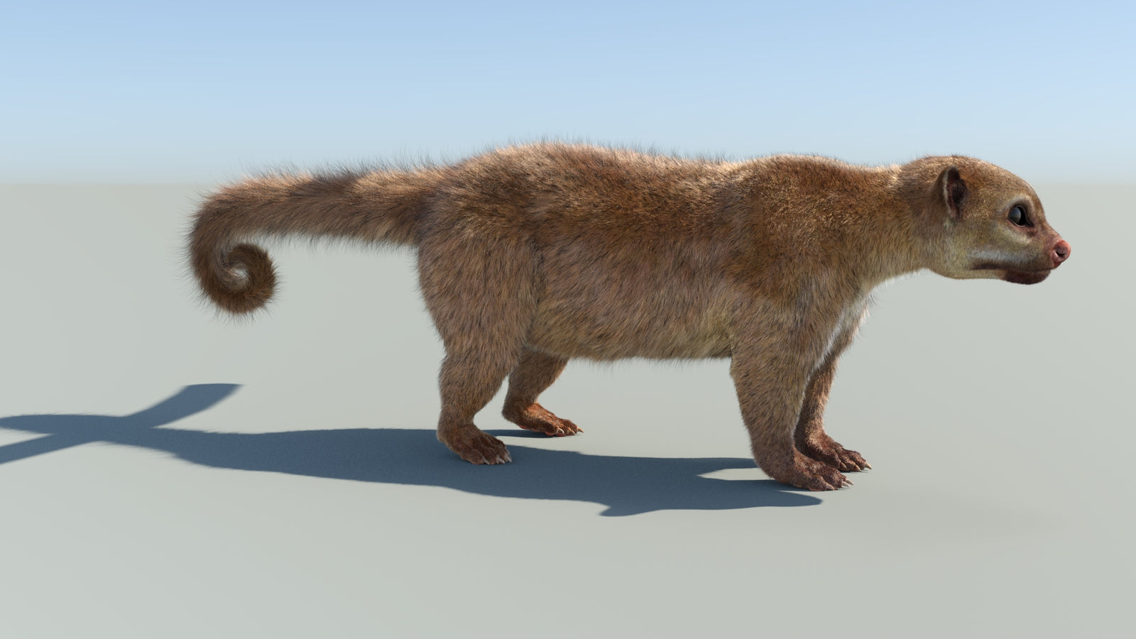 Realistic Kinkajou 3D Model Animated Fur 360° view 1 frame 15