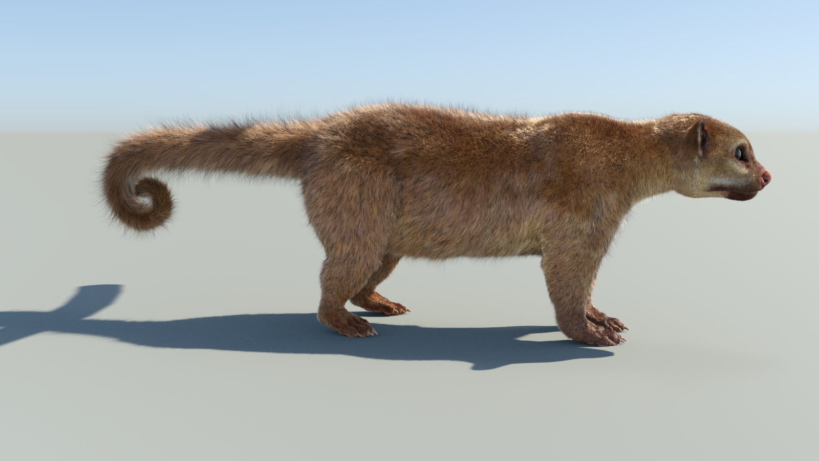 Realistic Kinkajou 3D Model Animated Fur 360° view 1 frame 16