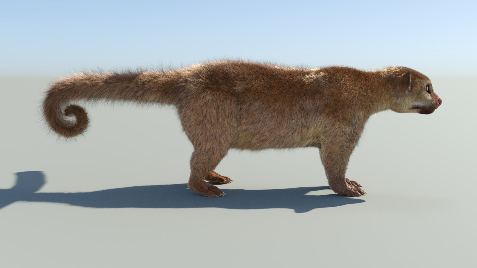Realistic Kinkajou 3D Model Animated Fur 360° view 1 frame 17