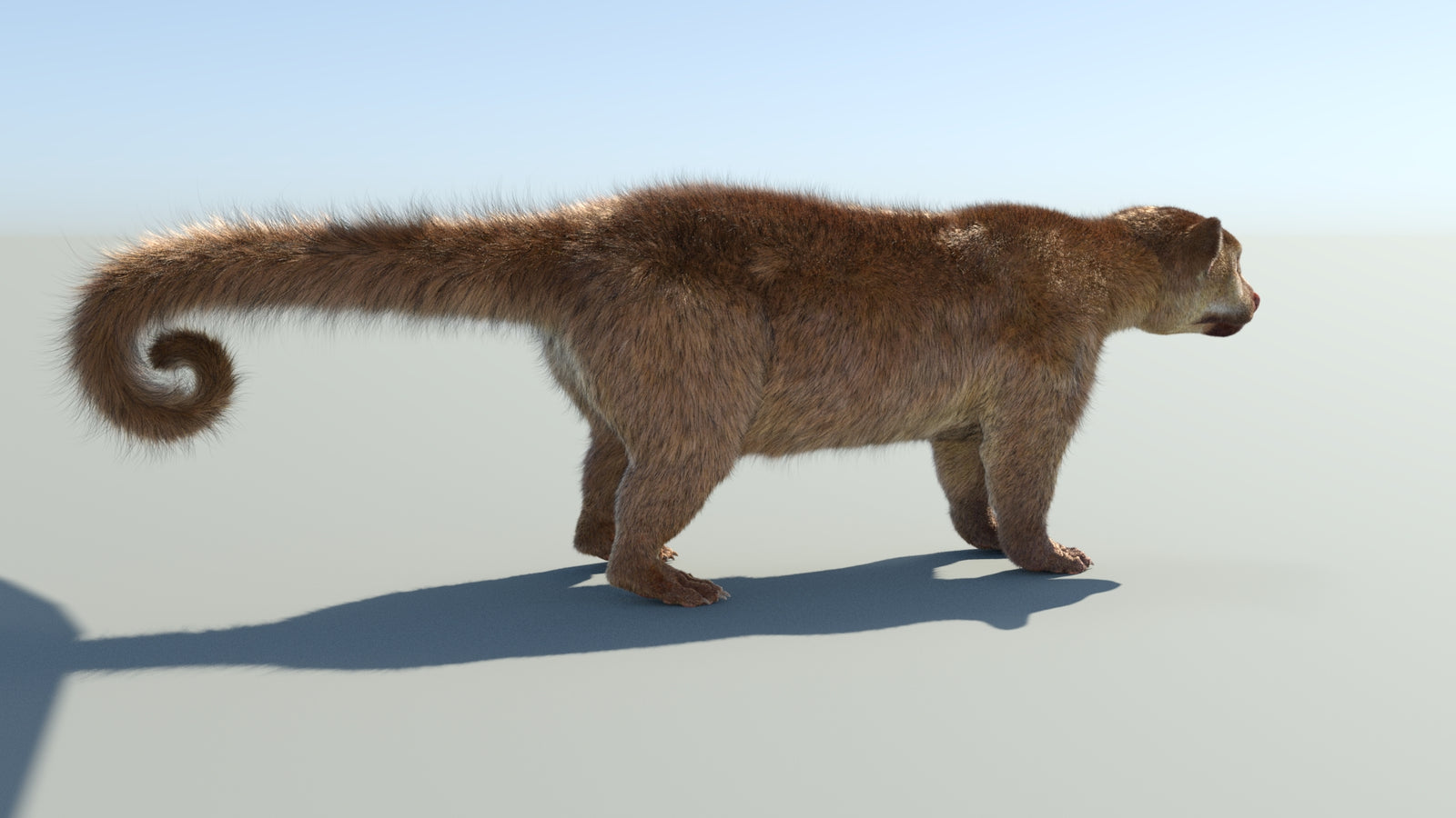 Realistic Kinkajou 3D Model Animated Fur 360° view 1 frame 19