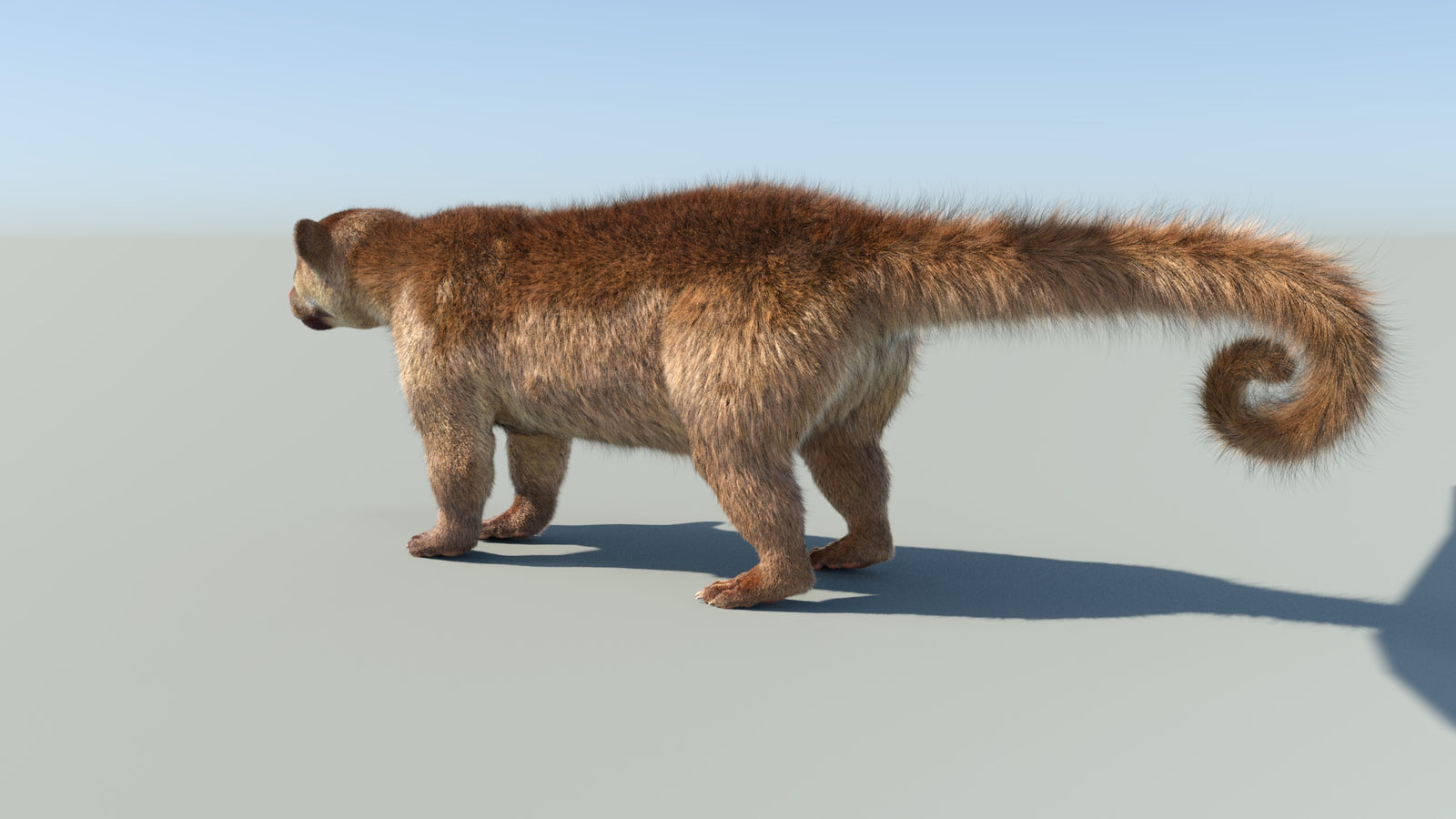Realistic Kinkajou 3D Model Animated Fur 360° view 1 frame 32