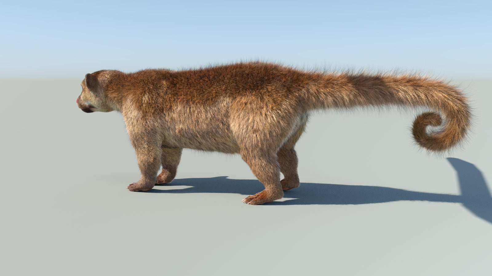 Realistic Kinkajou 3D Model Animated Fur 360° view 1 frame 33