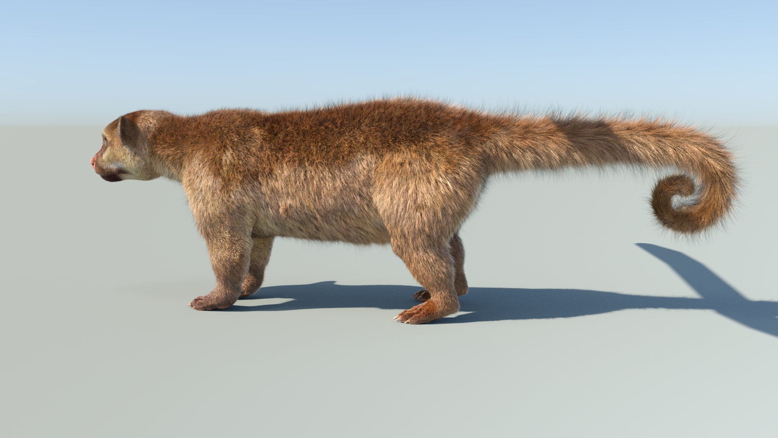 Realistic Kinkajou 3D Model Animated Fur 360° view 1 frame 34