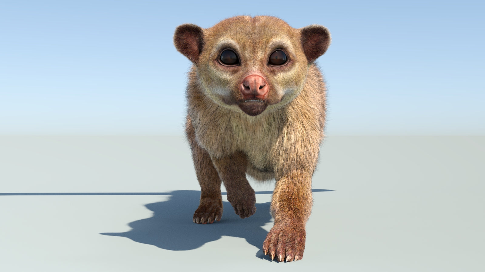 Realistic Kinkajou 3D Model Animated Fur 360° view 4 frame 2