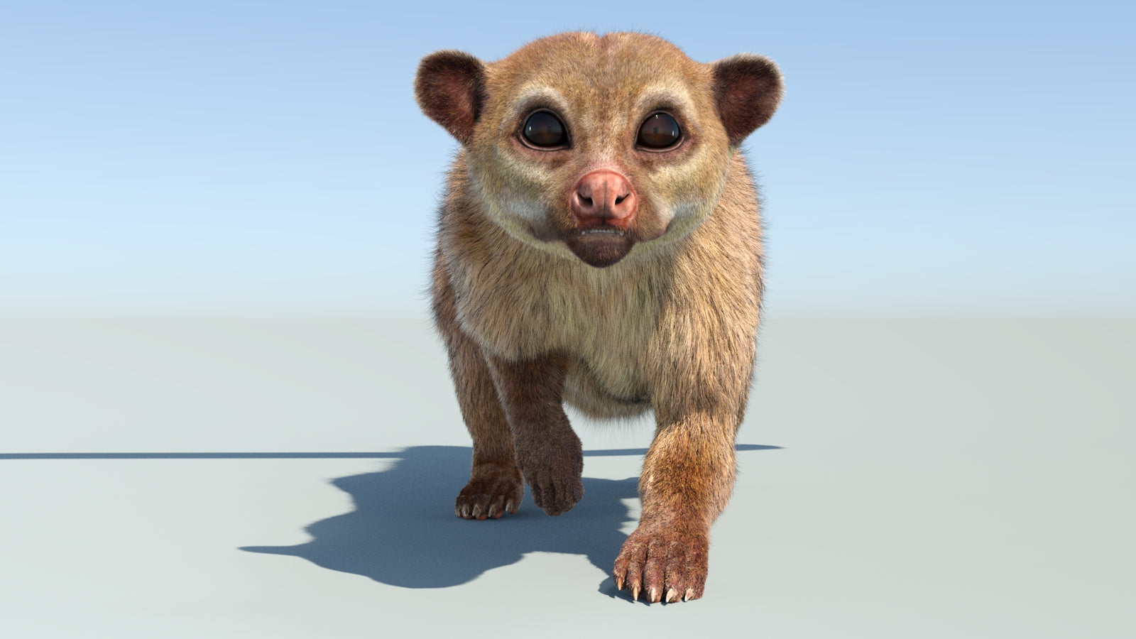 Realistic Kinkajou 3D Model Animated Fur 360° view 4 frame 4