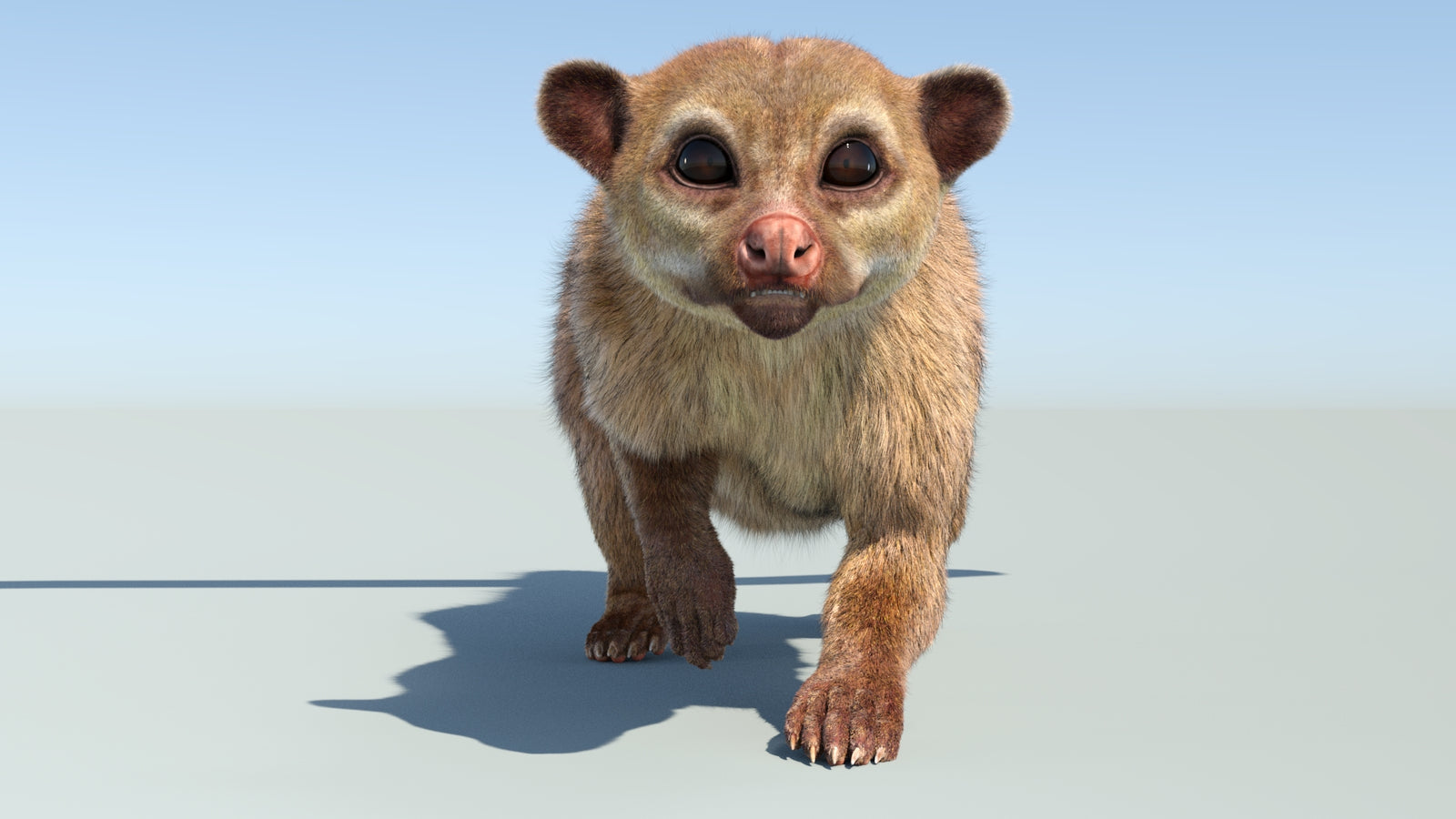 Realistic Kinkajou 3D Model Animated Fur 360° view 4 frame 5