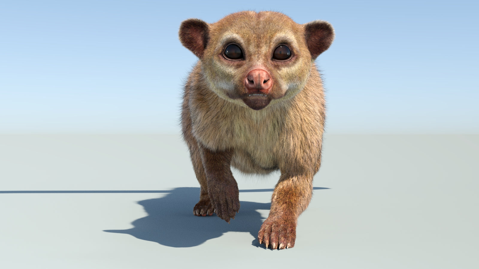 Realistic Kinkajou 3D Model Animated Fur 360° view 4 frame 6