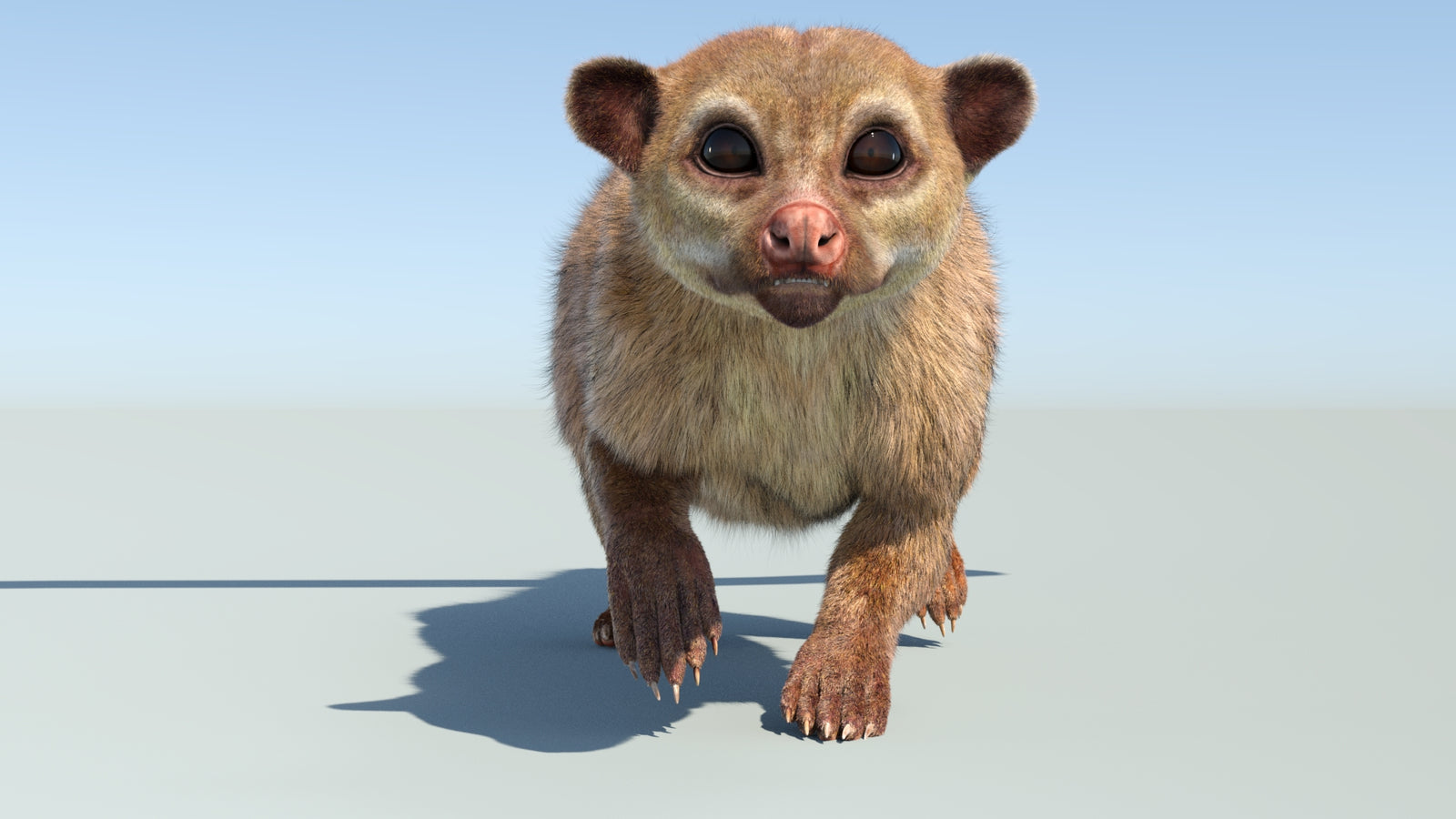 Realistic Kinkajou 3D Model Animated Fur 360° view 4 frame 9