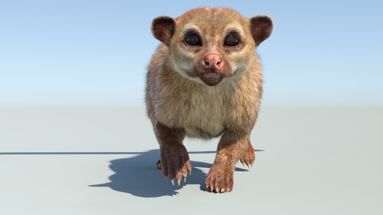 Realistic Kinkajou 3D Model Animated Fur 360° view 4 frame 10