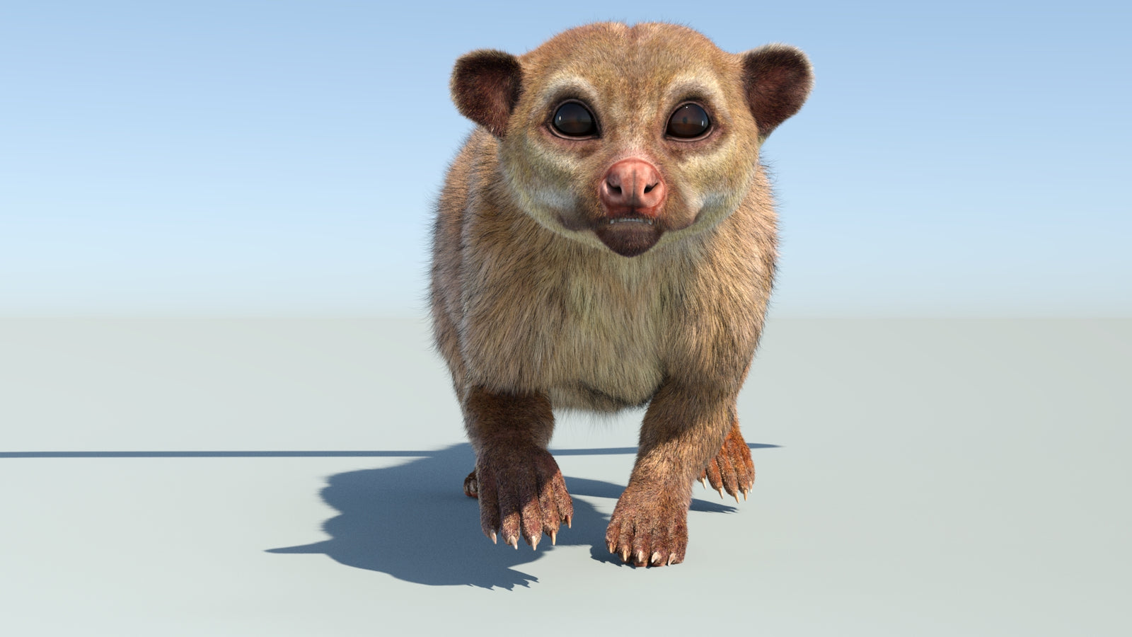 Realistic Kinkajou 3D Model Animated Fur 360° view 4 frame 11