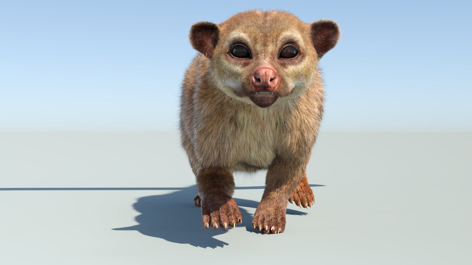 Realistic Kinkajou 3D Model Animated Fur 360° view 4 frame 12