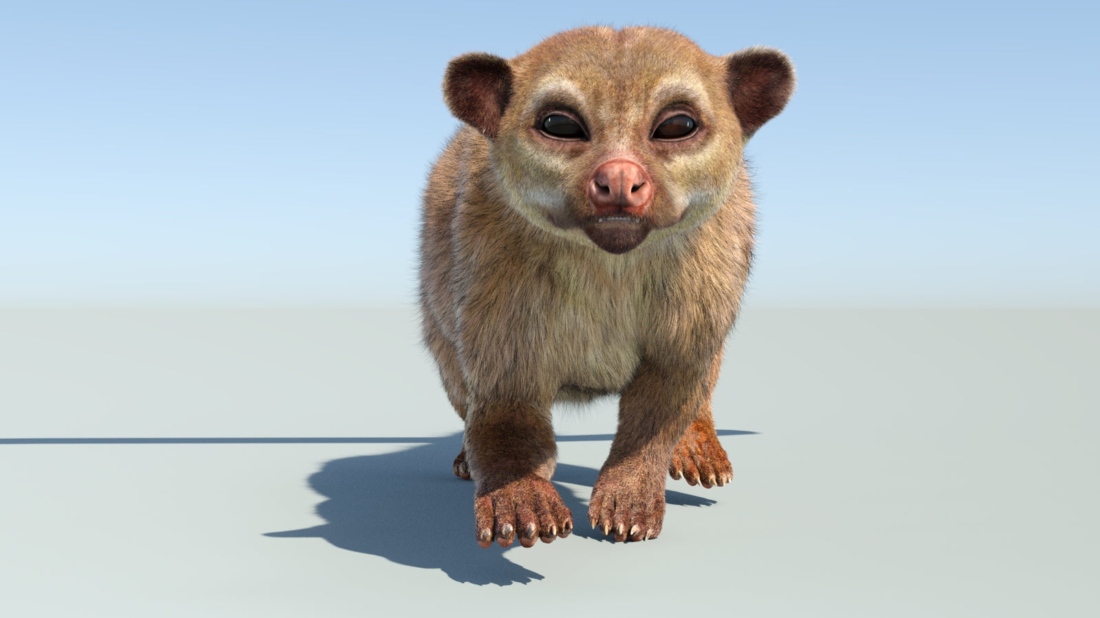 Realistic Kinkajou 3D Model Animated Fur 360° view 4 frame 13
