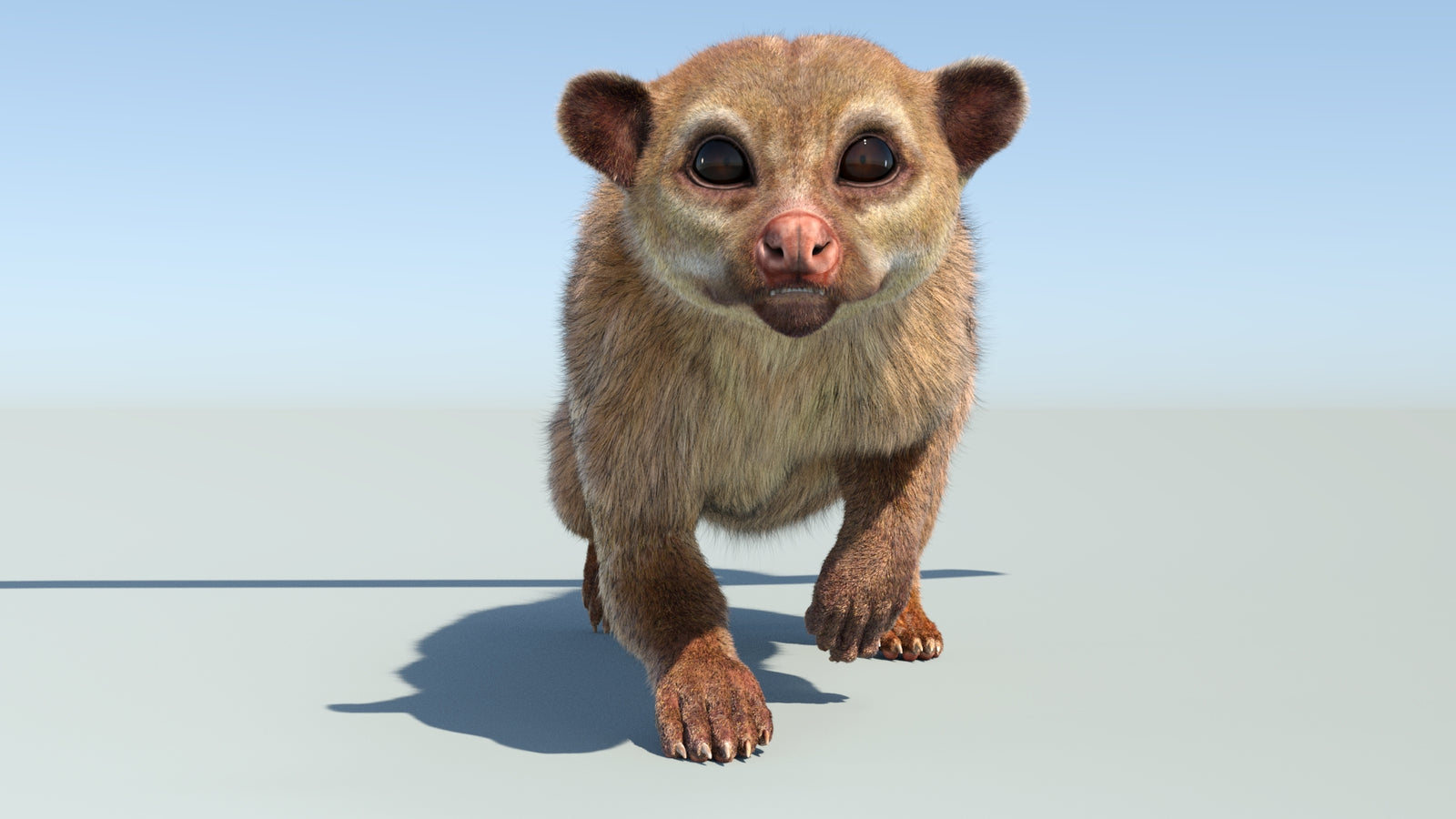 Realistic Kinkajou 3D Model Animated Fur 360° view 4 frame 23