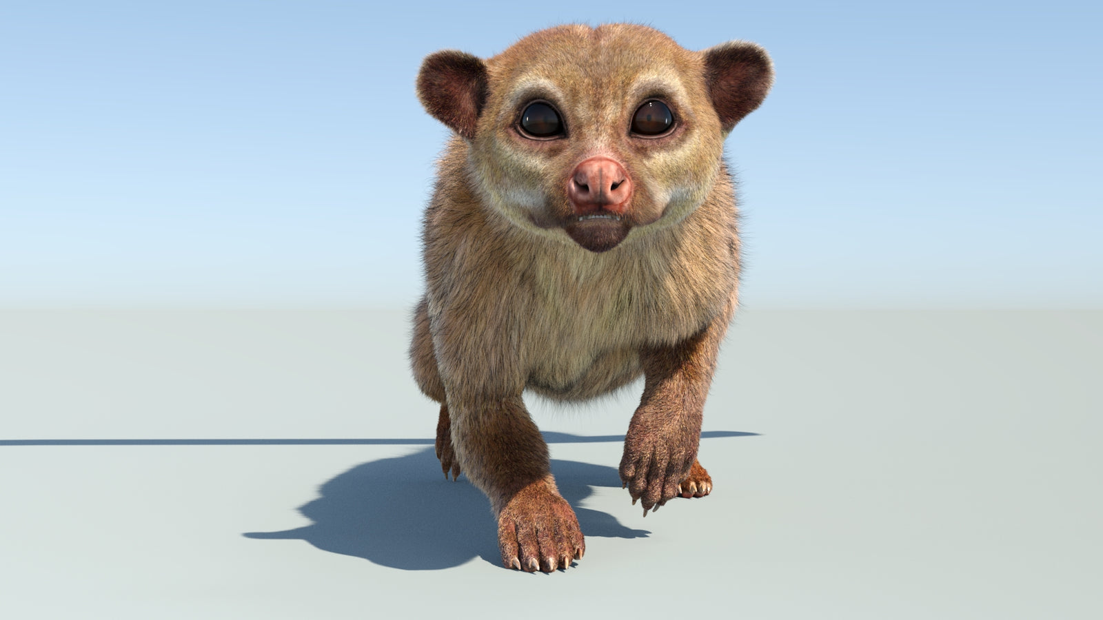 Realistic Kinkajou 3D Model Animated Fur 360° view 4 frame 24
