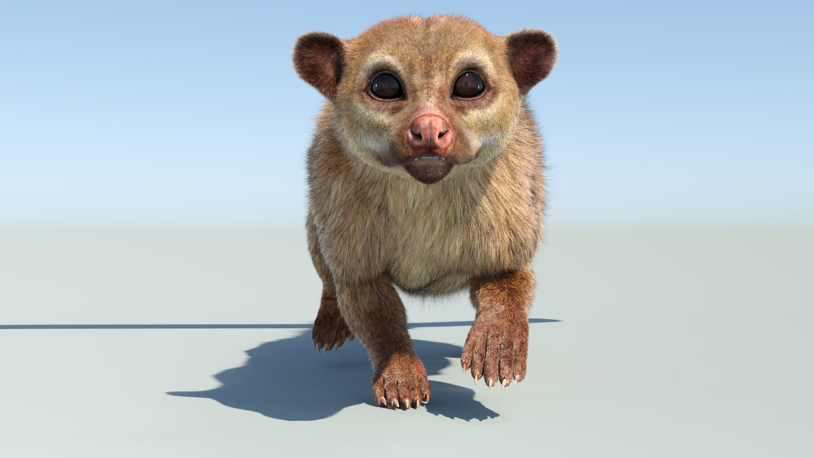 Realistic Kinkajou 3D Model Animated Fur 360° view 4 frame 28