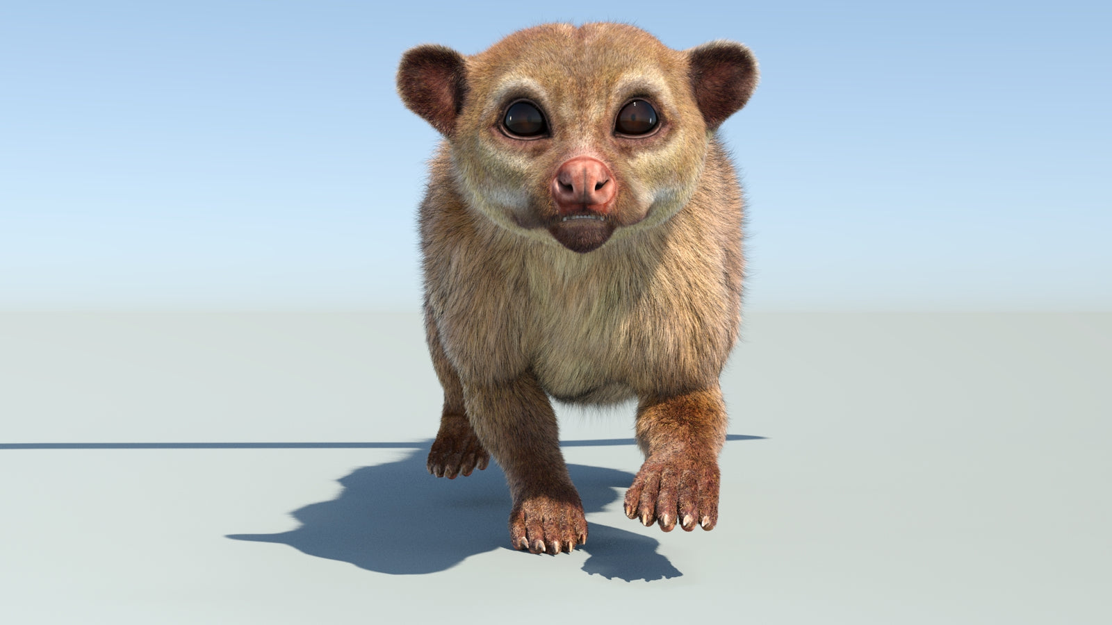 Realistic Kinkajou 3D Model Animated Fur 360° view 4 frame 29