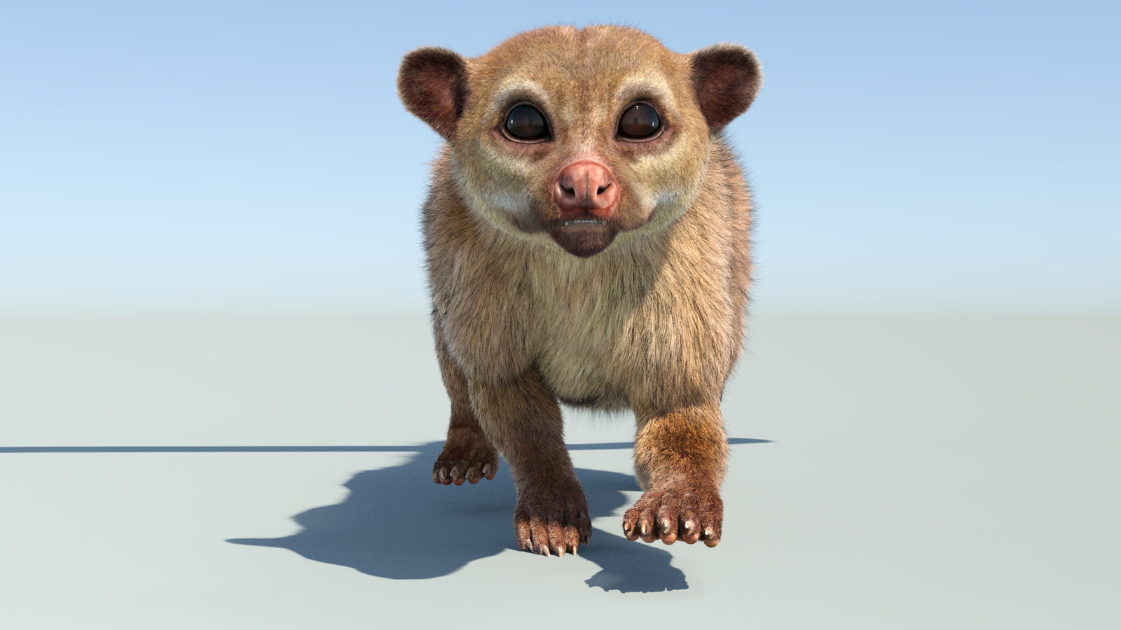 Realistic Kinkajou 3D Model Animated Fur 360° view 4 frame 30